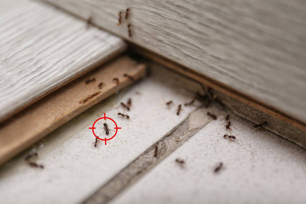 Best Pest Prevention Services  in Pine Beach, NJ