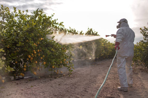 Best Ant Control Services  in Pine Beach, NJ