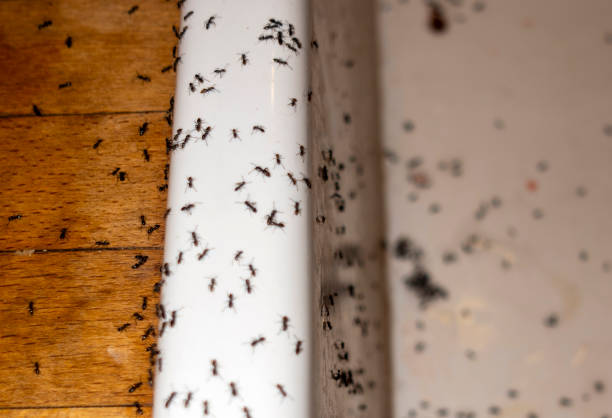 Best Exterminator Services  in Pine Beach, NJ