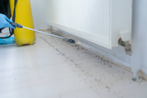 Best Termite Control Services  in Pine Beach, NJ